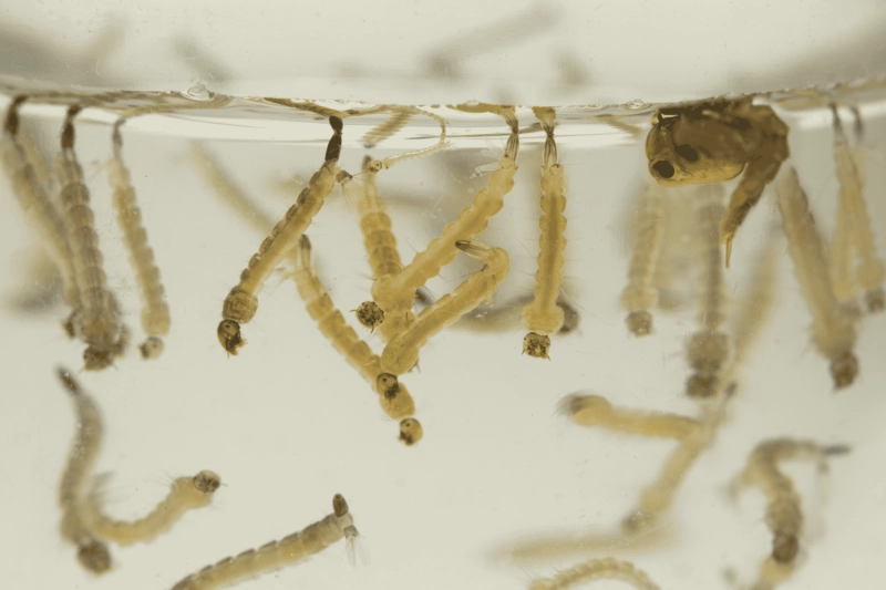 Larves et nymphes de moustiques