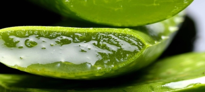Aloe vera qui soulage les piqures de moustiques
