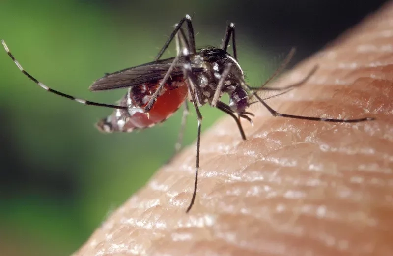 Mosquito gde06f2377 1920
