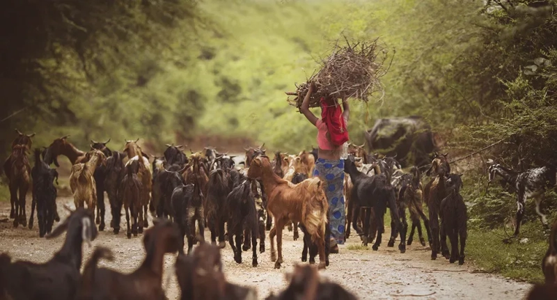 Afrique Moustique Danger Betails Qista 1