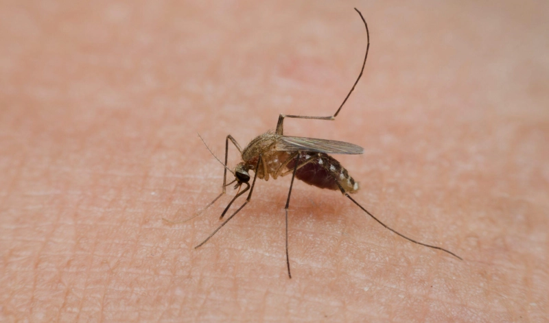 Mosquito sucking blood human skin scaled