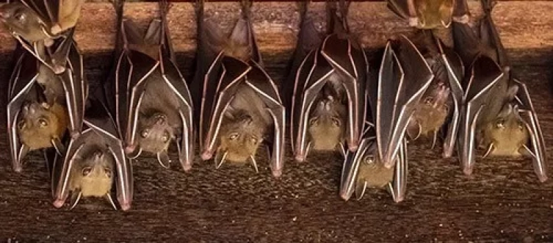 Qista solutions chauve souris