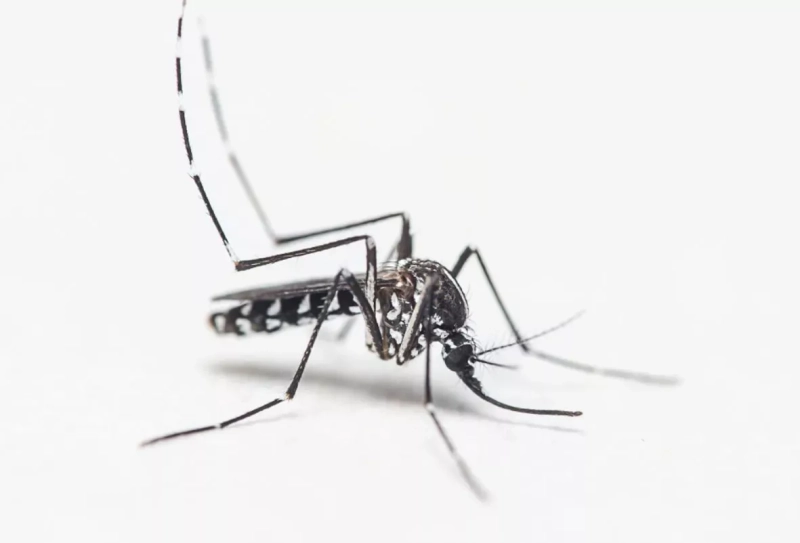 Albopictus