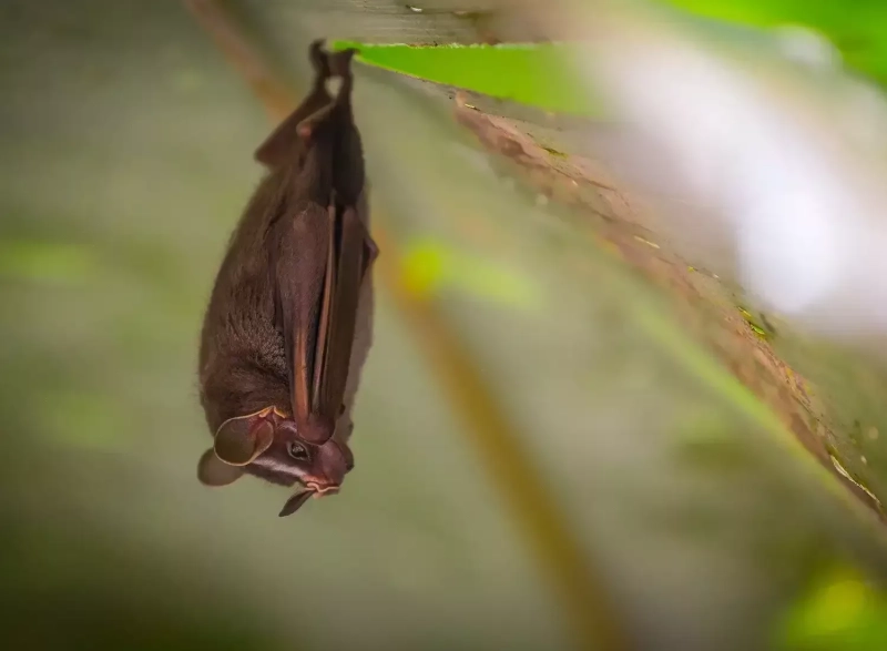 Qista nichoir chauve souris 1