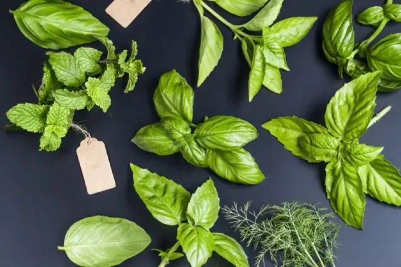 Vue dessus differentes herbes aromatiques 1205 121