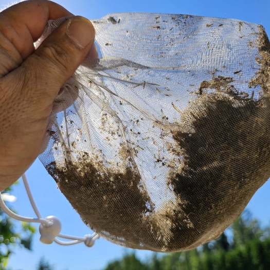 Filet rempli de moustiques tenu par quelqu'un